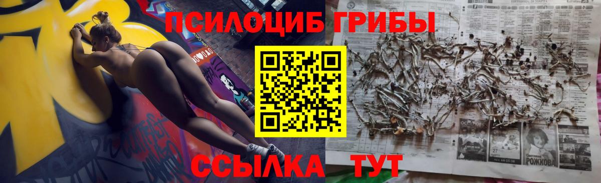 Зерноград  Псилоцибиновые грибы прущие грибы  Вход с VPN  Псилоцибиновые грибы Psilocybe 